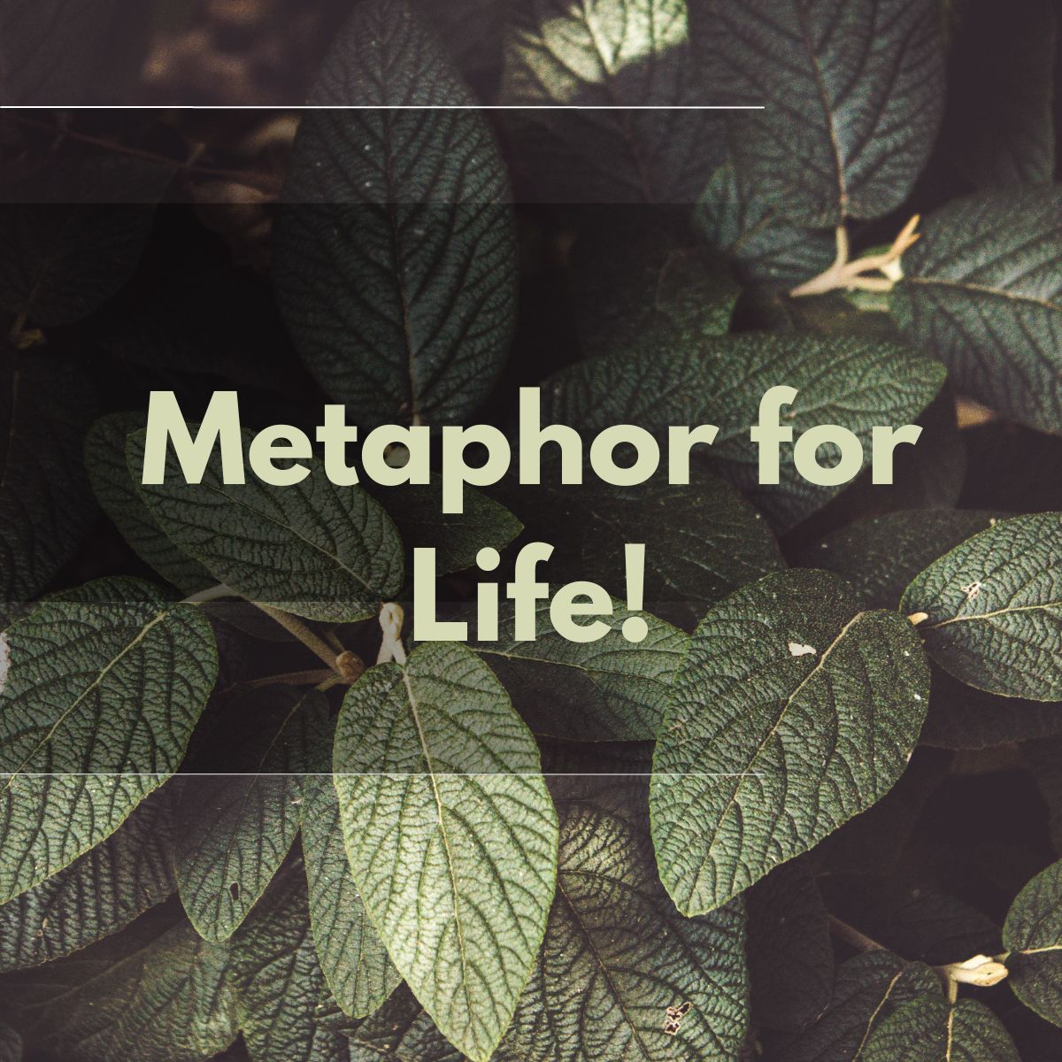 Metaphor for life! Michael Dill Action Coach